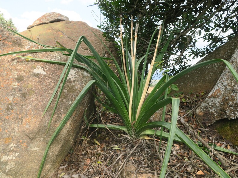 Aloe cooperi photo 5