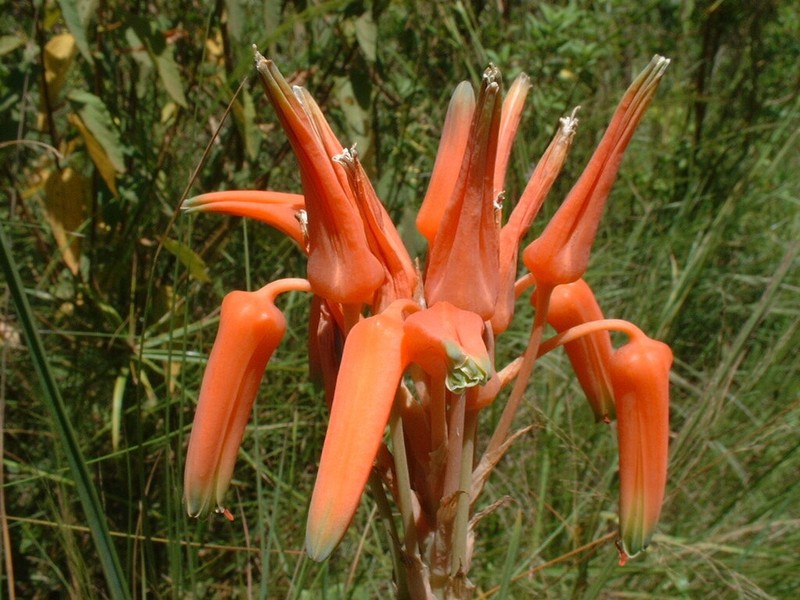 Aloe cooperi photo 6