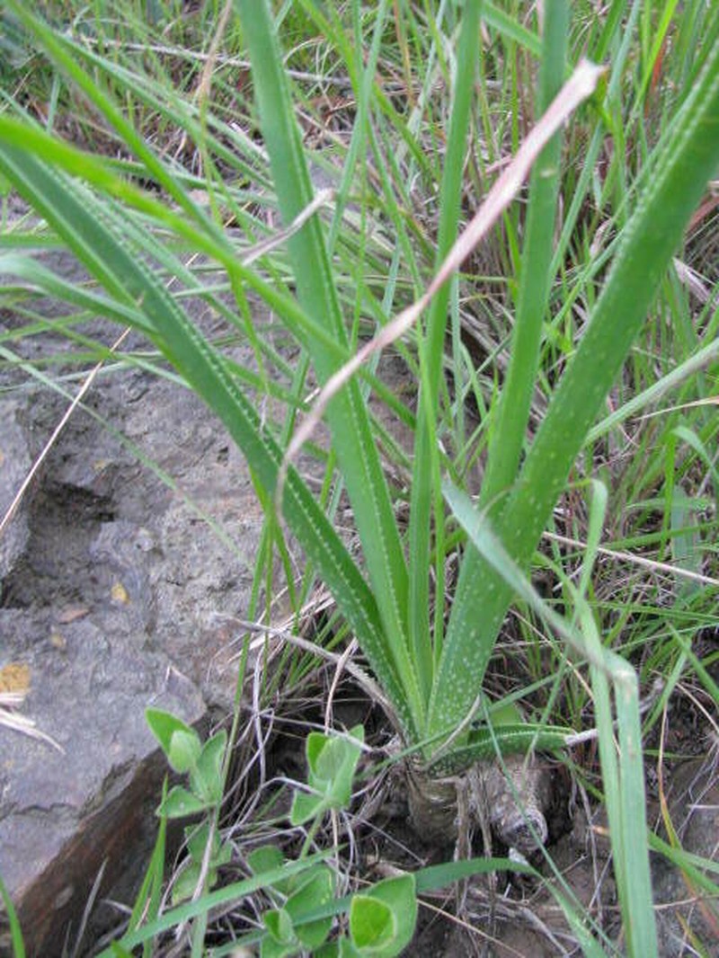 Aloe cooperi photo 8