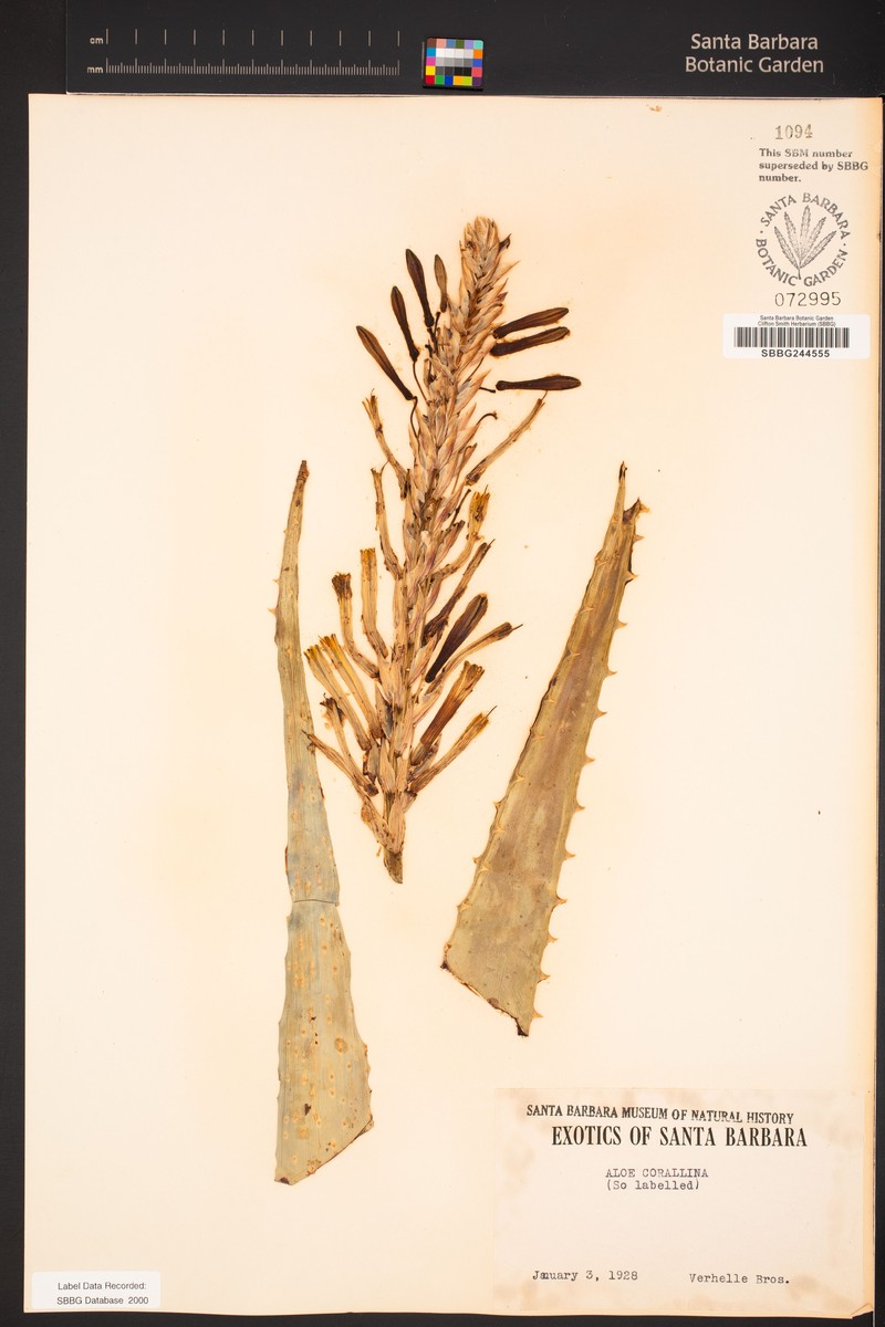 Aloe corallina