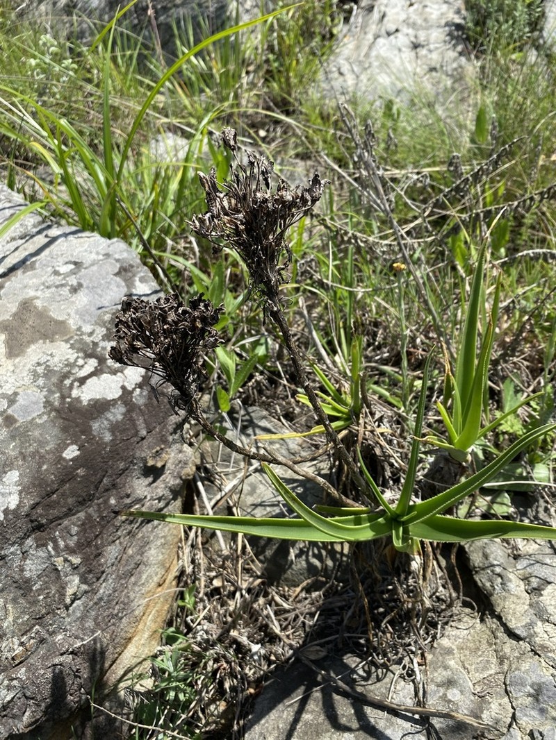Aloe craibii