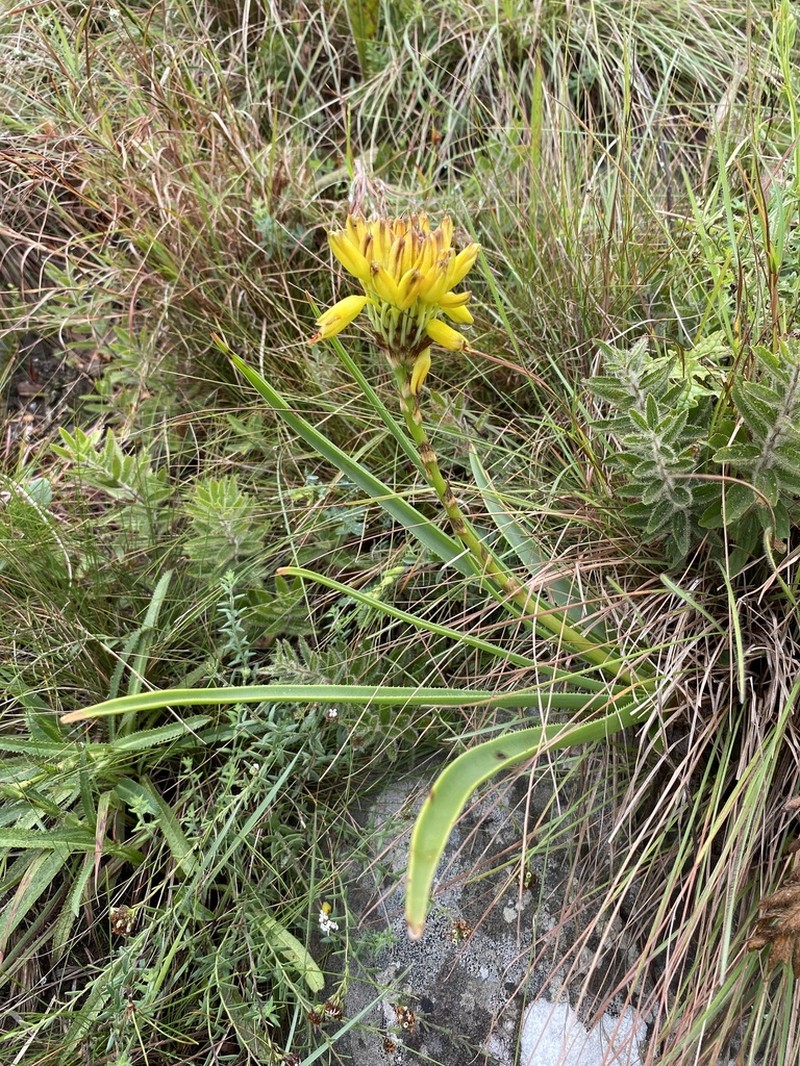 Aloe craibii photo 4