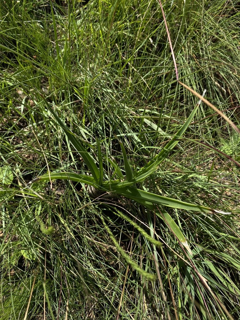 Aloe craibii photo 6