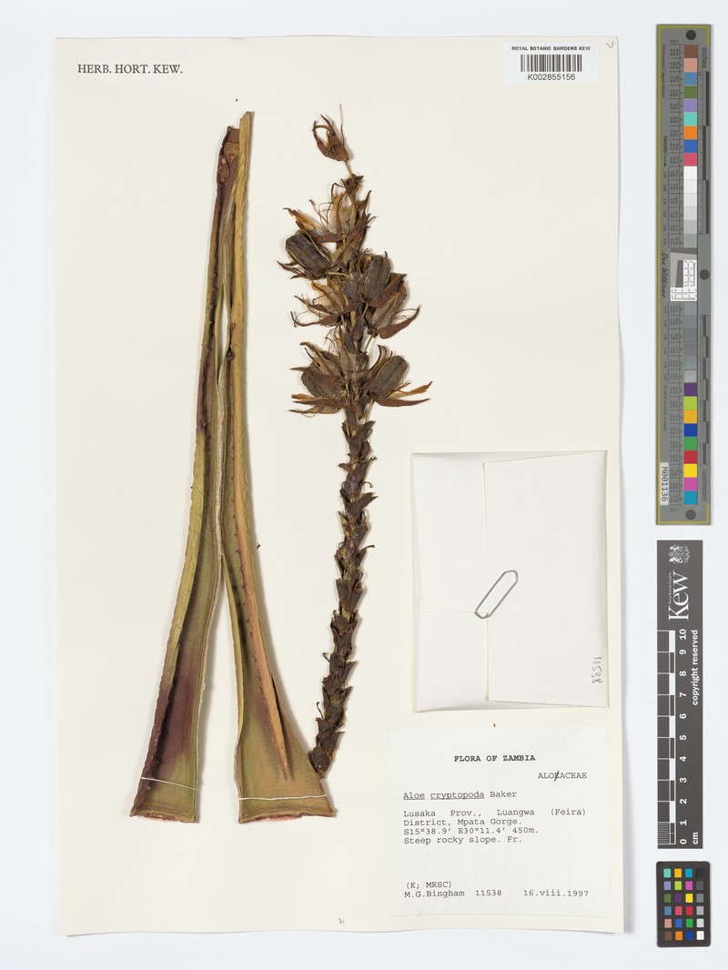 Aloe cryptoflora