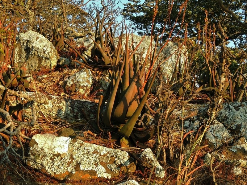 Aloe cryptopoda photo 2