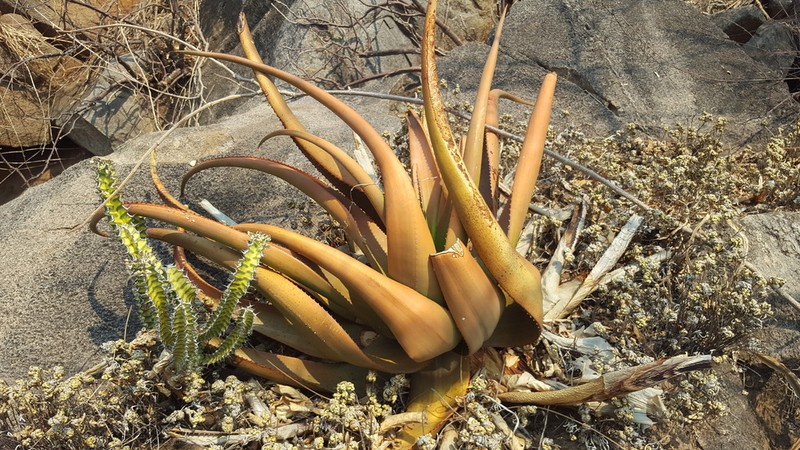 Aloe cryptopoda photo 3