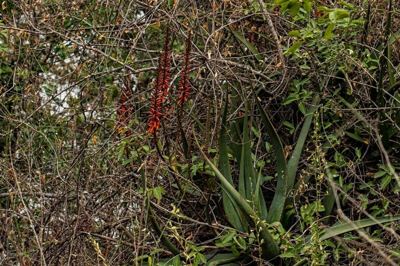 Aloe cryptopoda photo 4