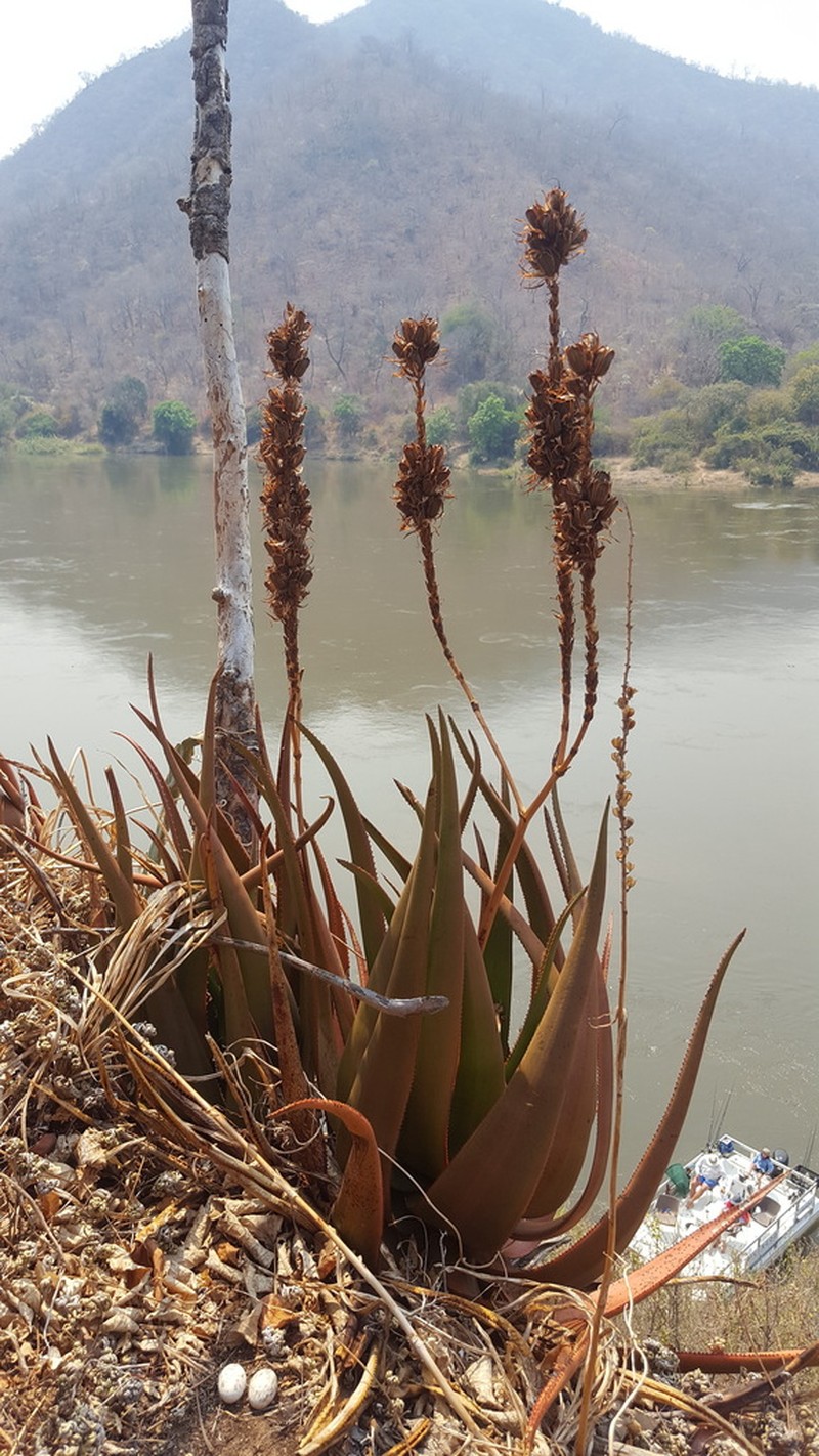 Aloe cryptopoda photo 5