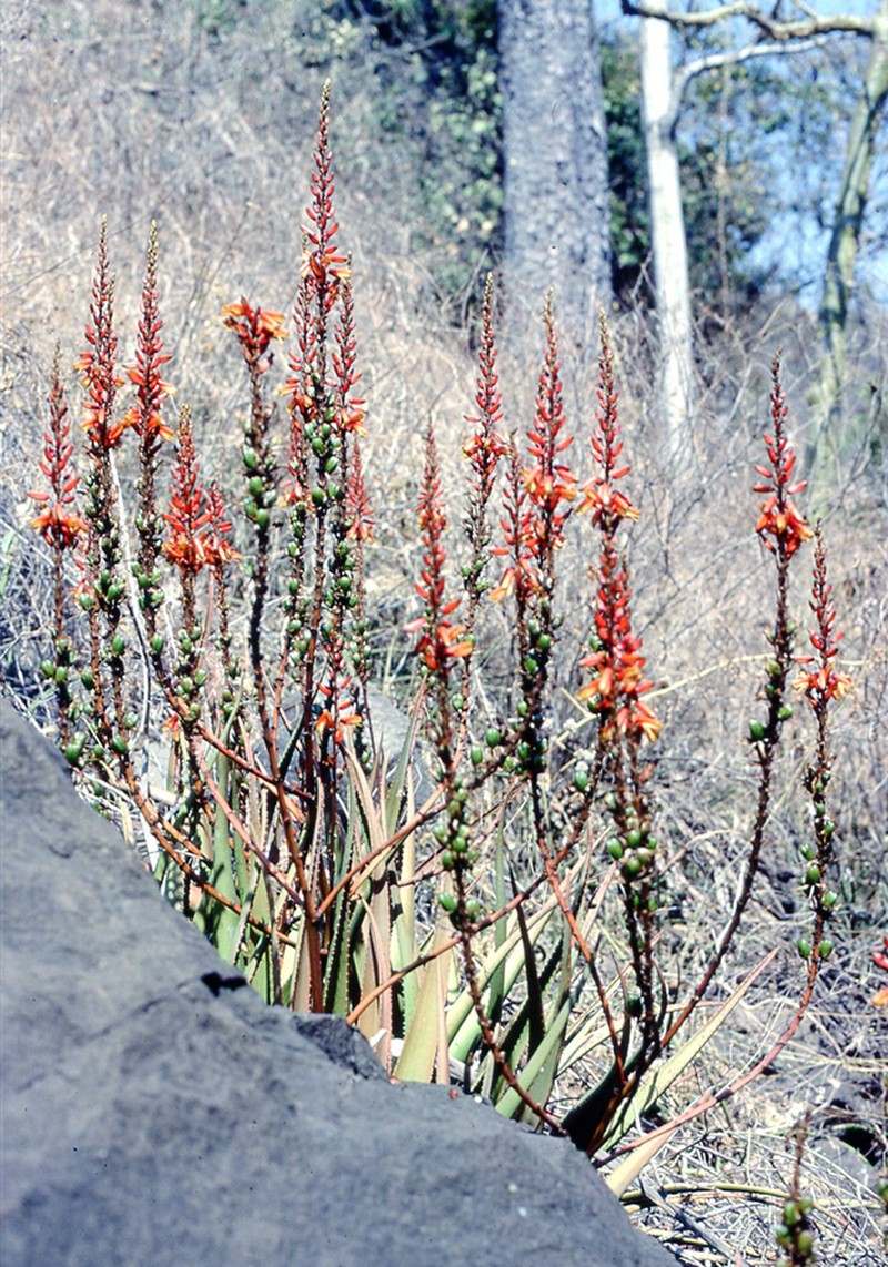 Aloe cryptopoda photo 6