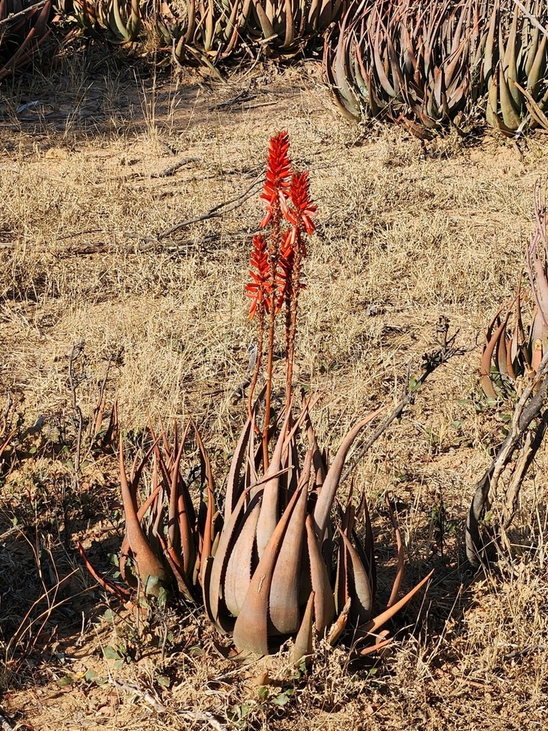 Aloe cryptopoda photo 7