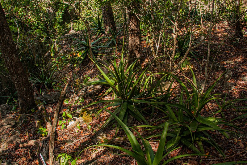 Aloe cryptopoda photo 8