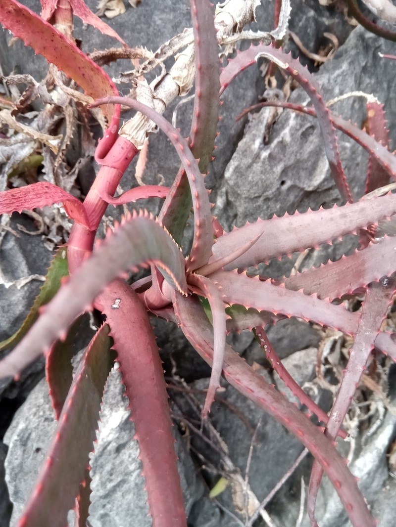Aloe cyrtophylla photo 2