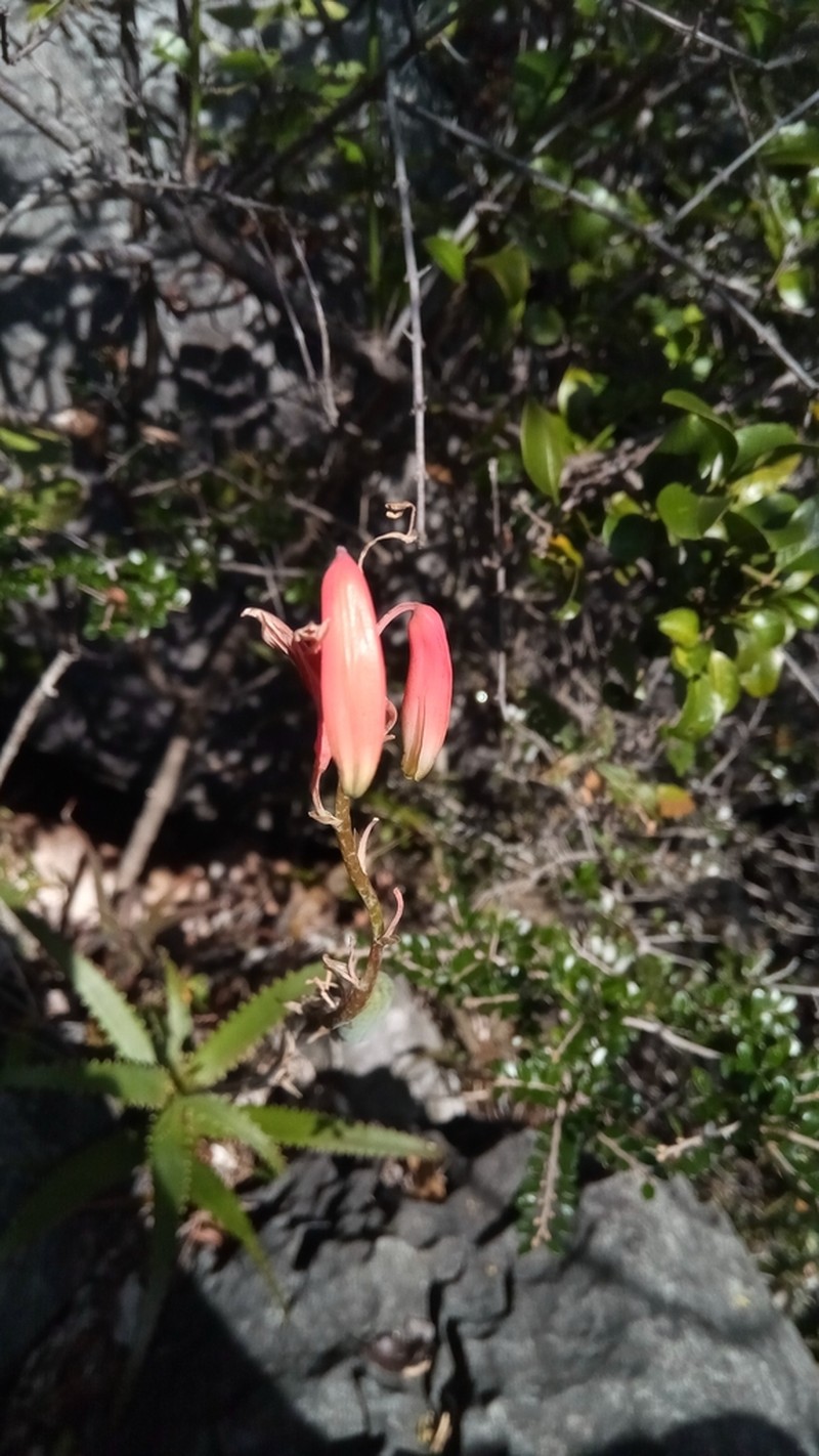 Aloe cyrtophylla photo 3