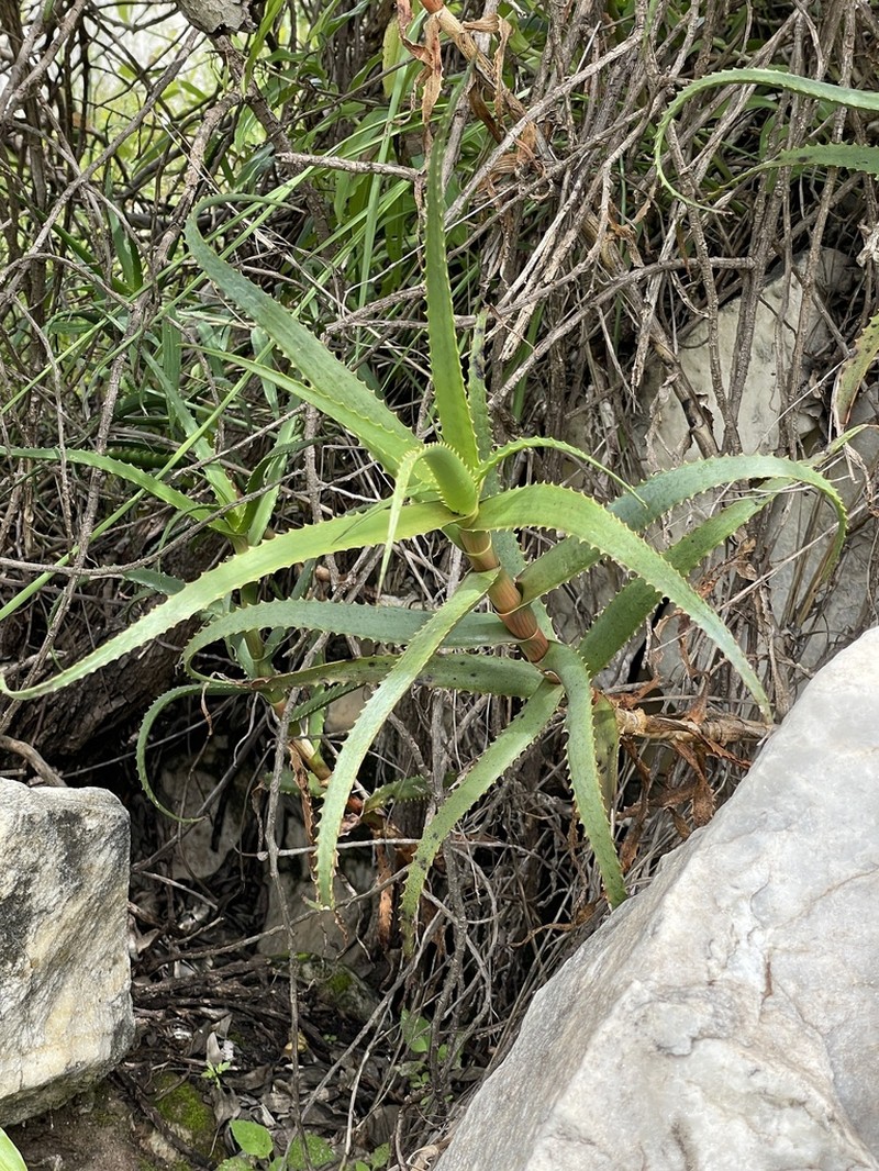 Aloe cyrtophylla photo 4