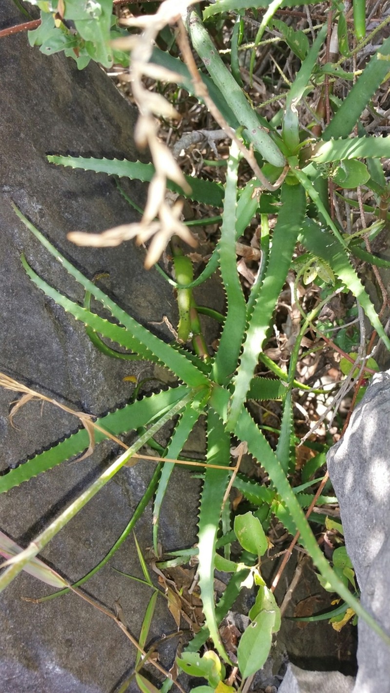Aloe cyrtophylla photo 5