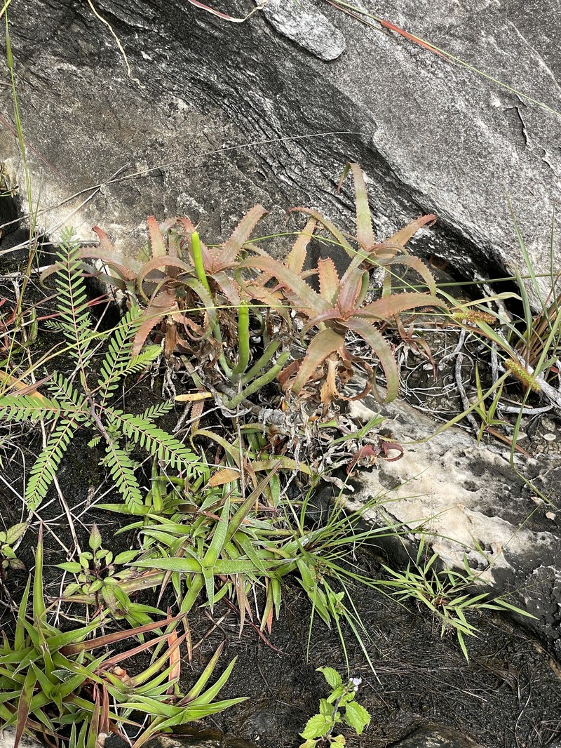 Aloe cyrtophylla photo 6