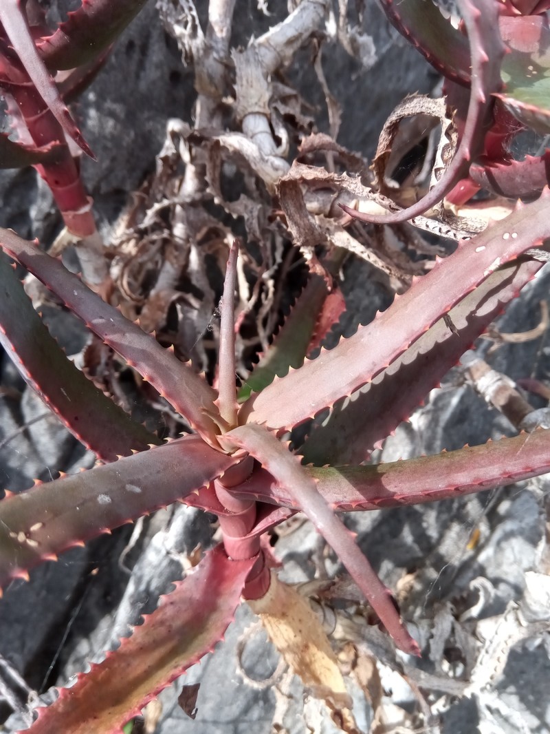 Aloe cyrtophylla photo 7