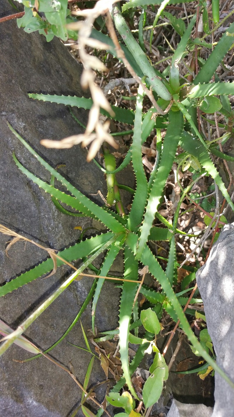 Aloe cyrtophylla photo 8