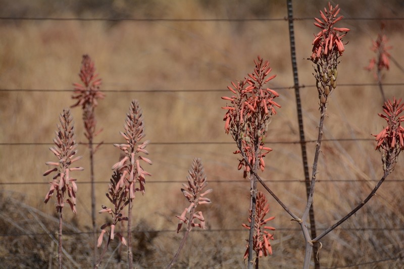 Aloe davyana
