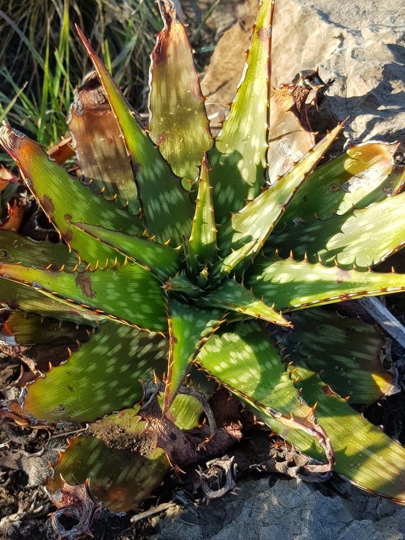 Aloe davyana photo 2