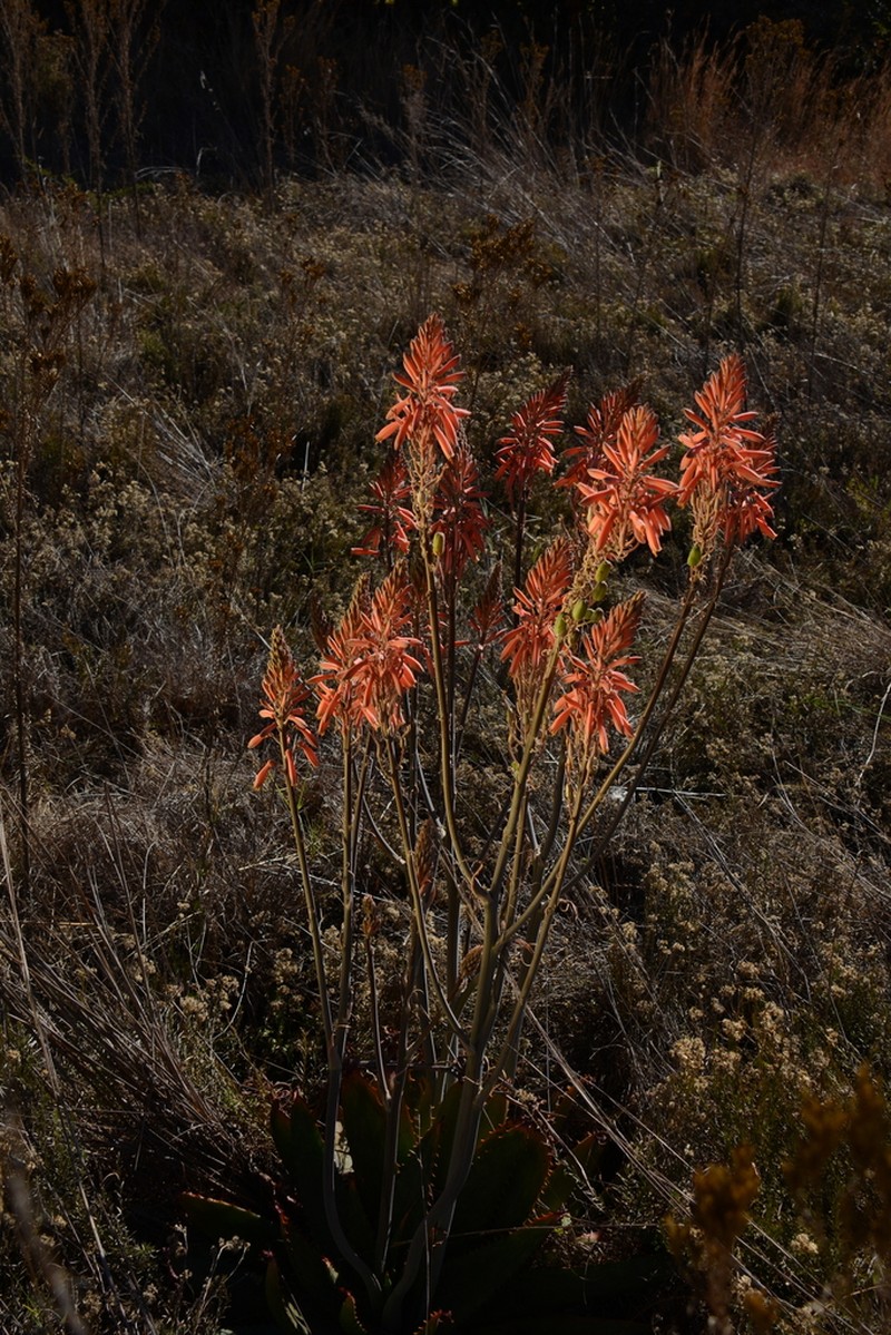 Aloe davyana photo 3