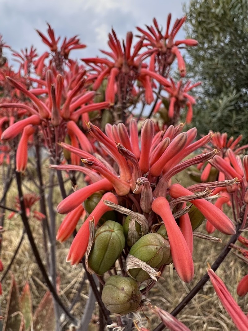 Aloe davyana photo 4