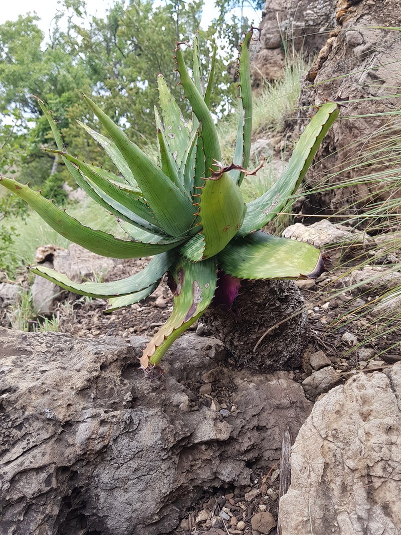 Aloe davyana photo 5