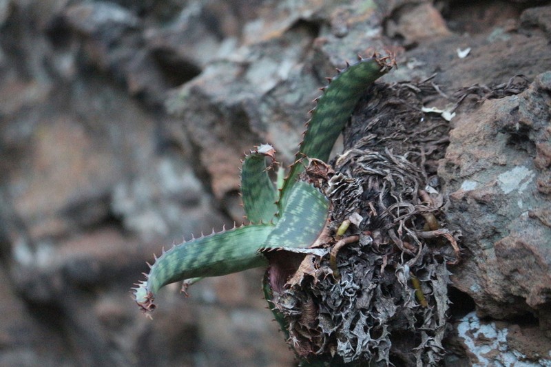 Aloe davyana photo 6