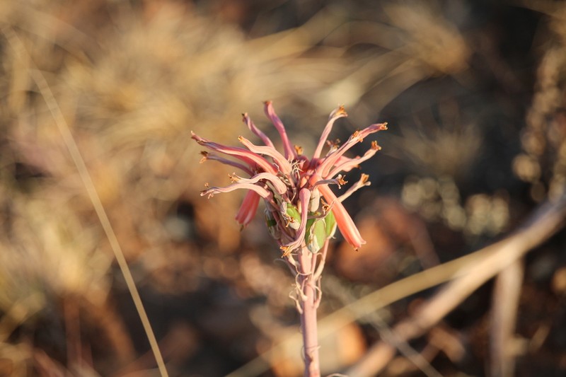 Aloe davyana photo 7
