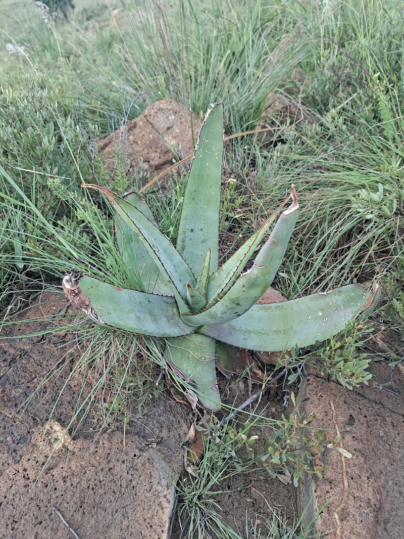 Aloe davyana var. davyana