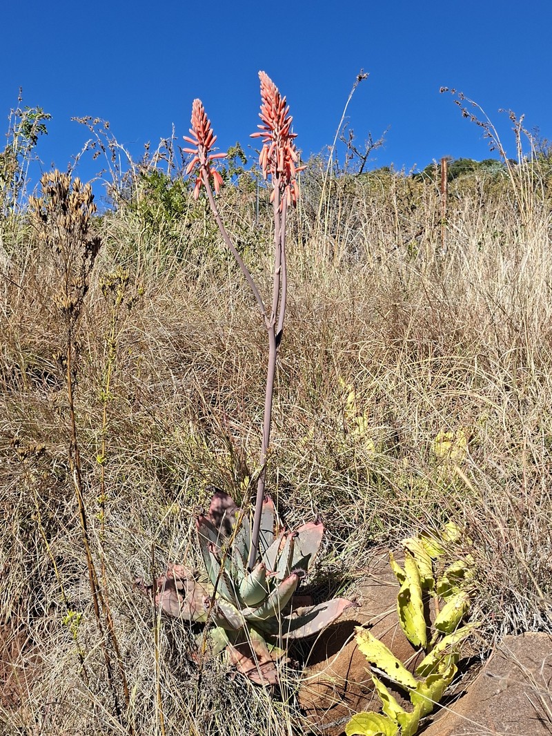 Aloe davyana var. davyana photo 2