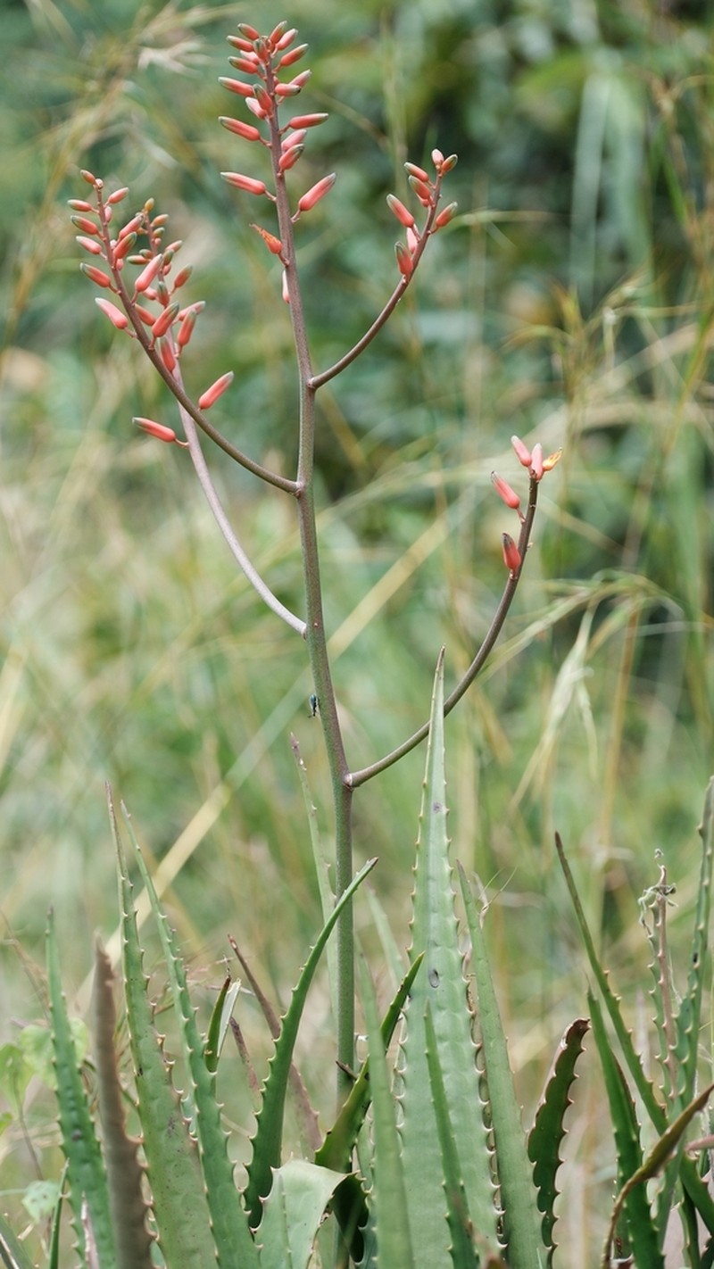 Aloe dawei photo 2