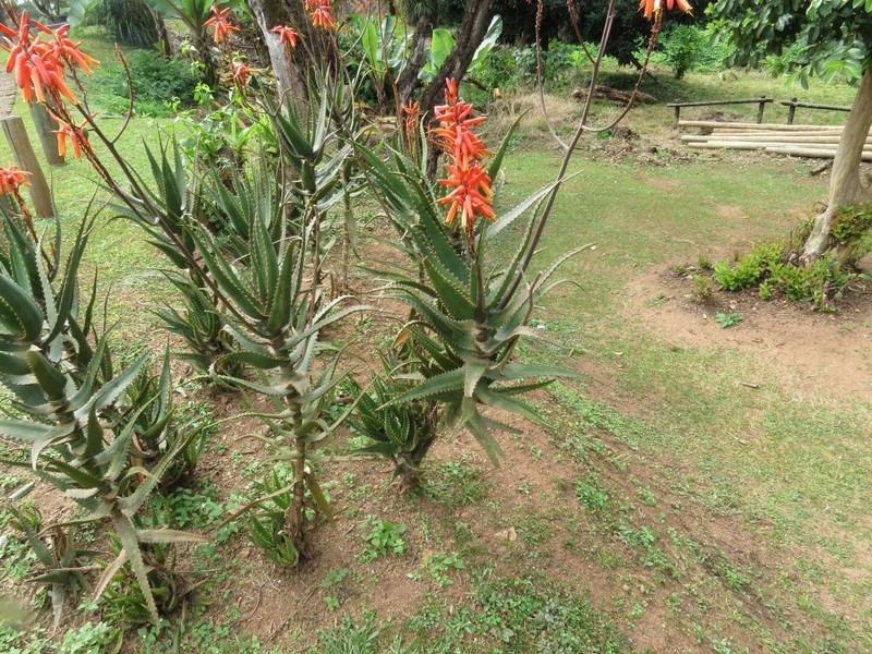 Aloe dawei photo 3