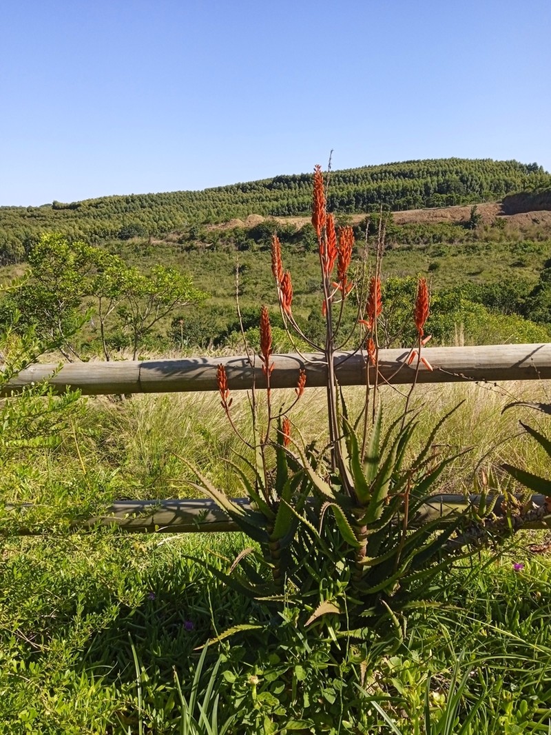 Aloe dawei photo 4