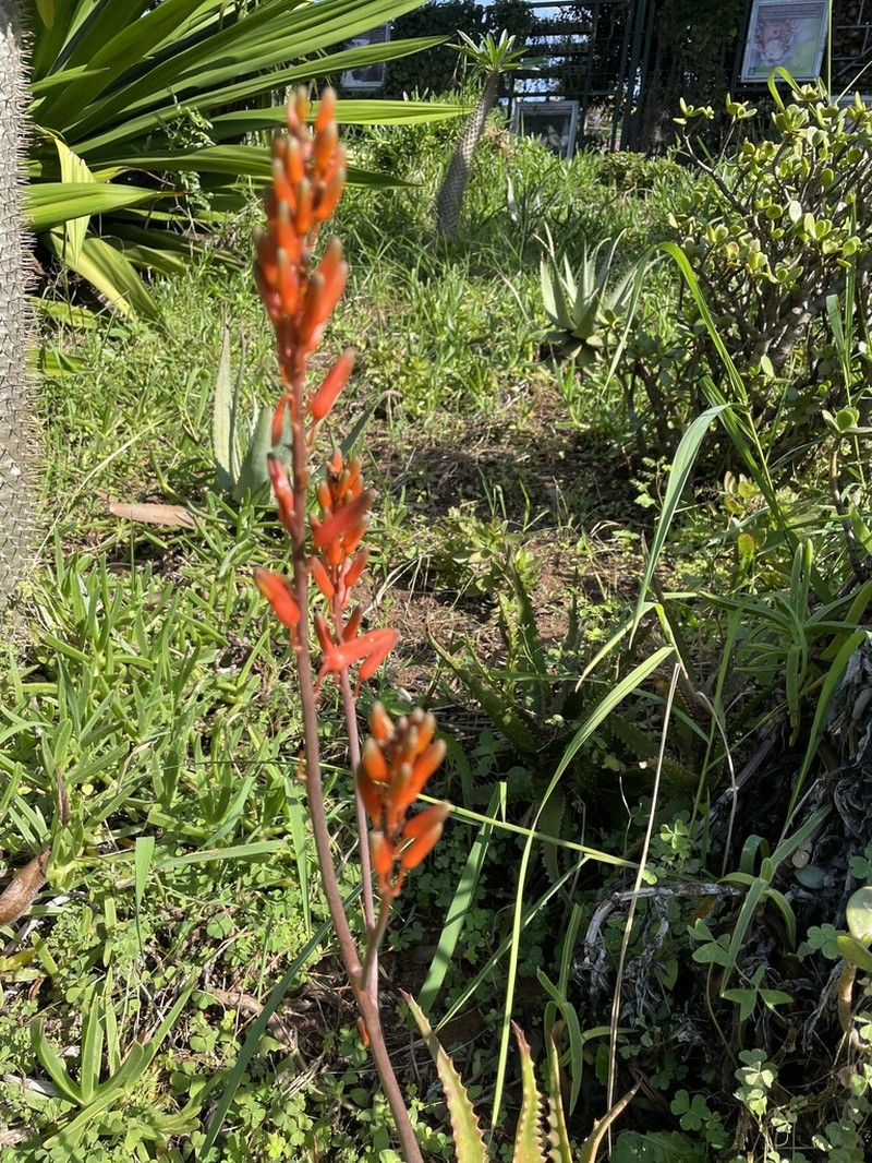 Aloe dawei photo 5