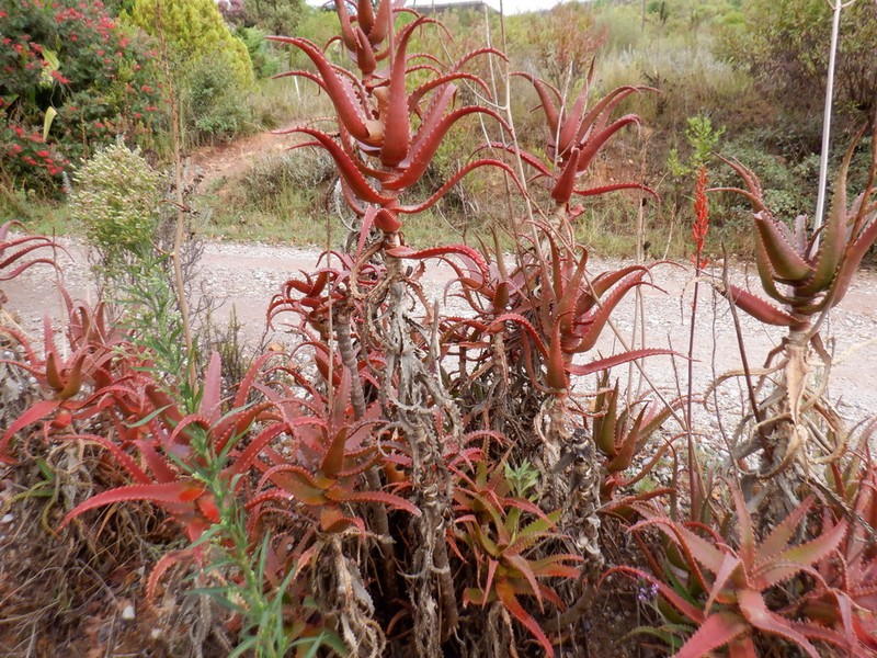Aloe dawei photo 6