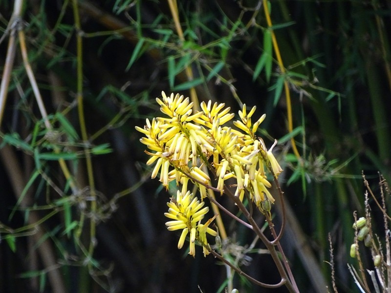 Aloe dawei photo 7