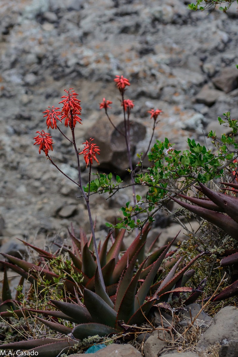 Aloe debrana