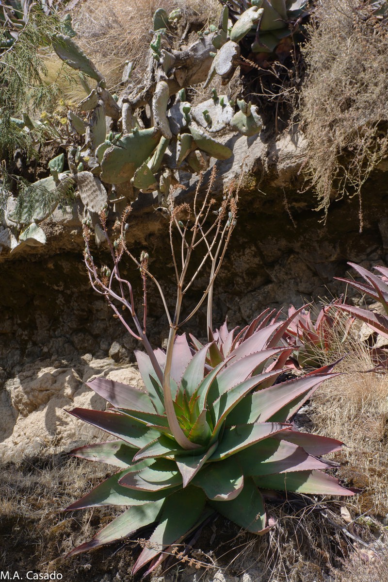 Aloe debrana photo 2