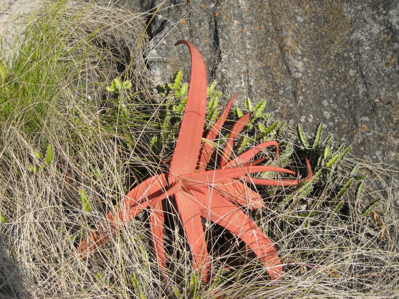 Aloe decurva