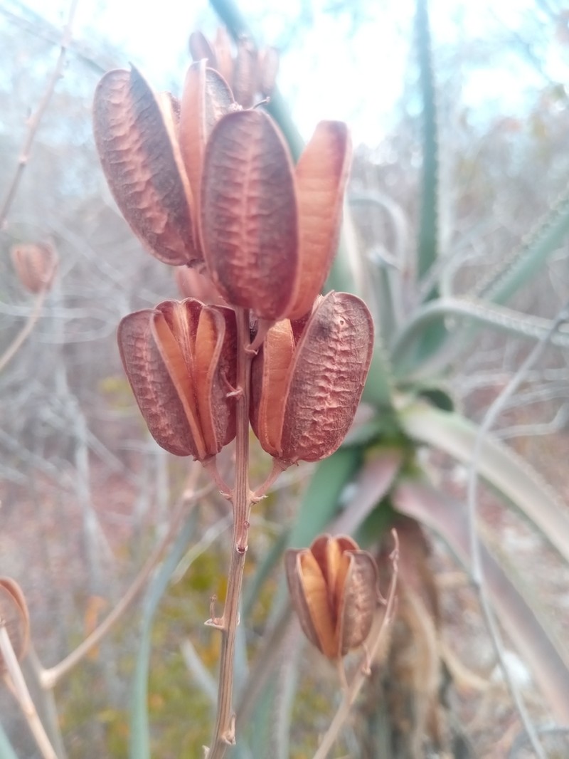 Aloe deinacantha