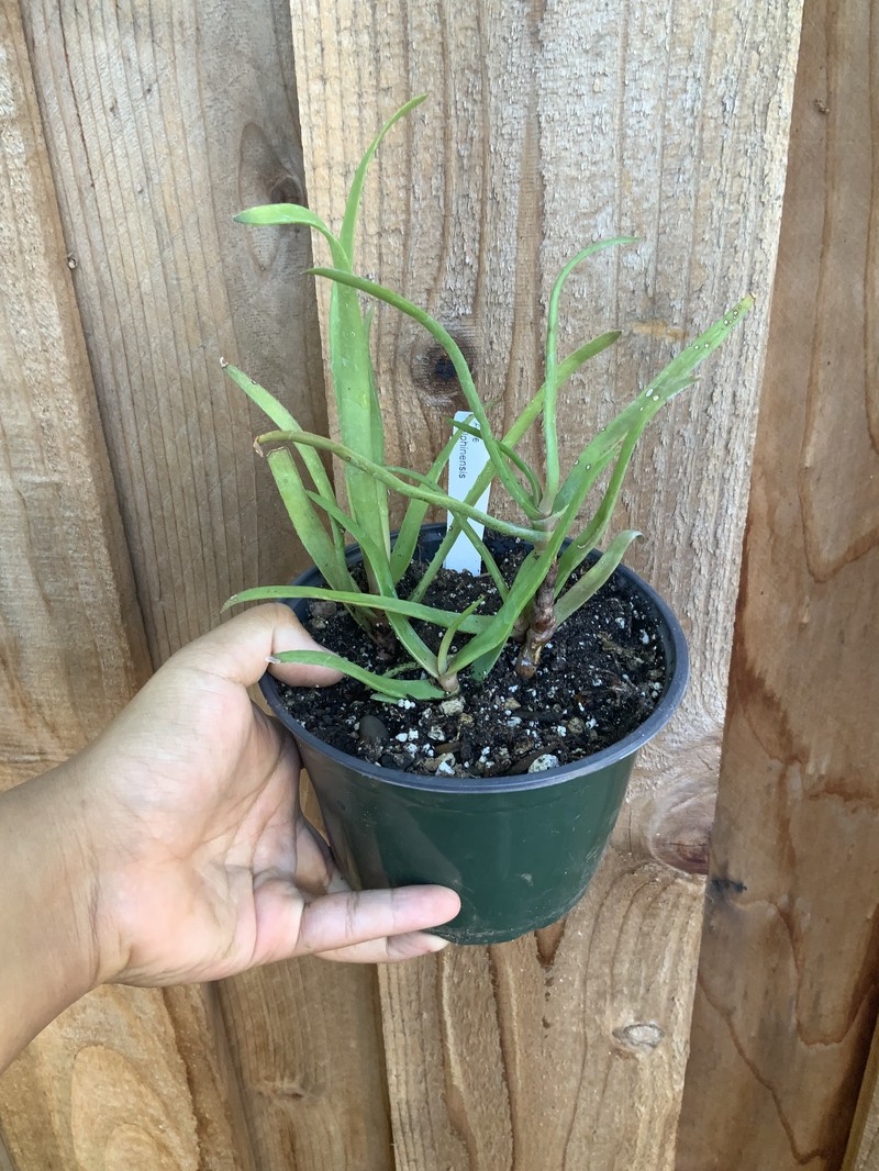 Aloe delphinensis
