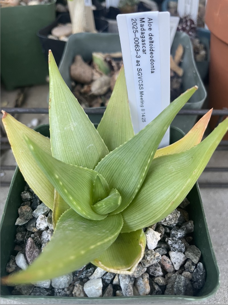 Aloe deltoideodonta
