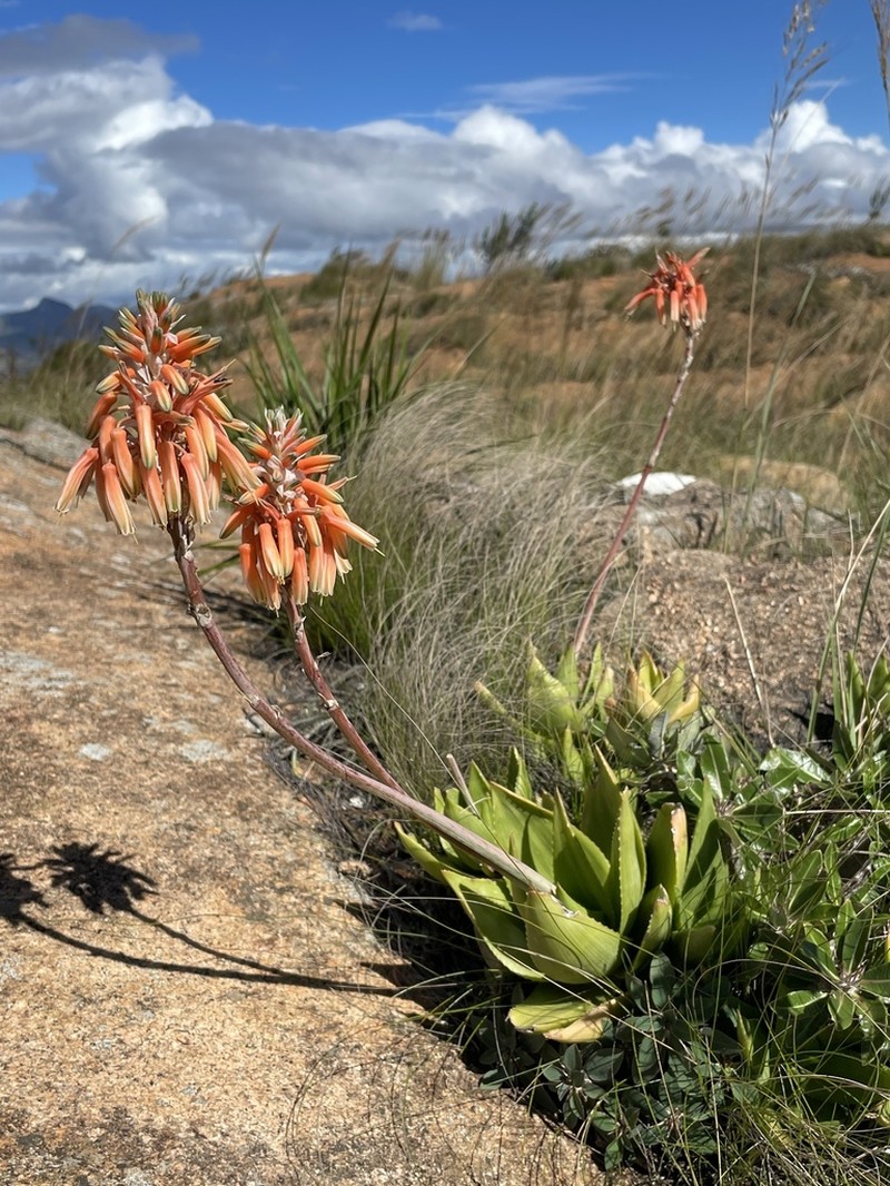 Aloe deltoideodonta photo 2