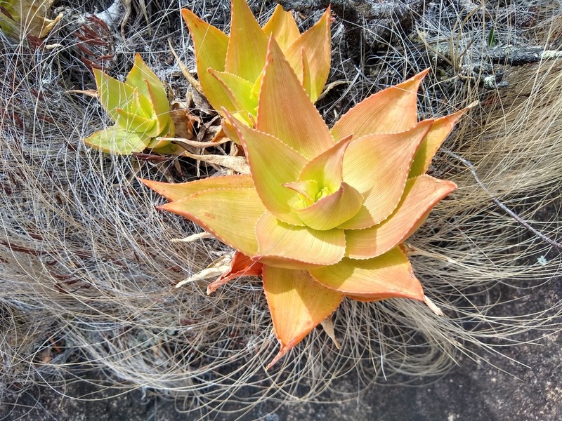Aloe deltoideodonta photo 3