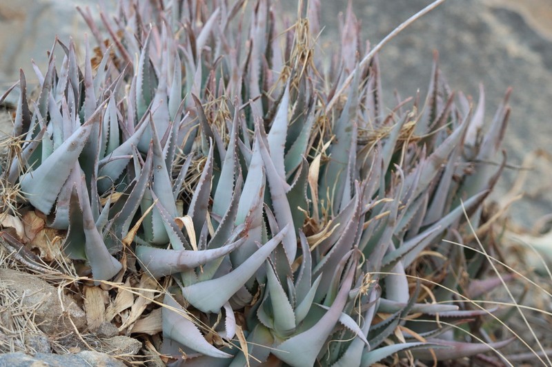 Aloe deltoideodonta photo 4