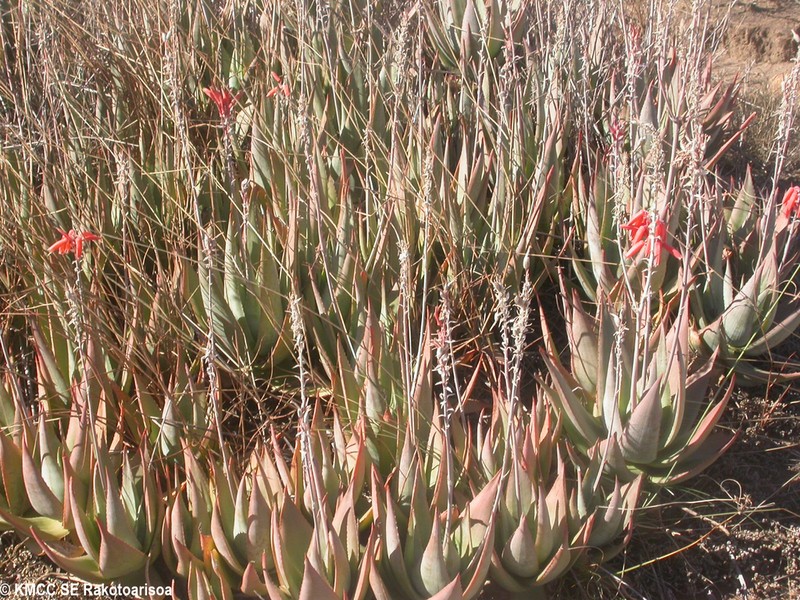 Aloe deltoideodonta photo 5