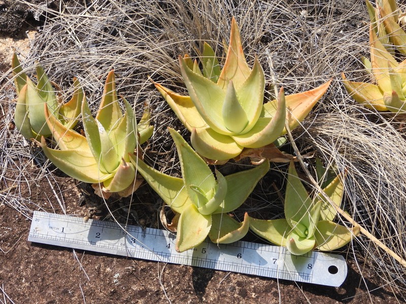Aloe deltoideodonta photo 6