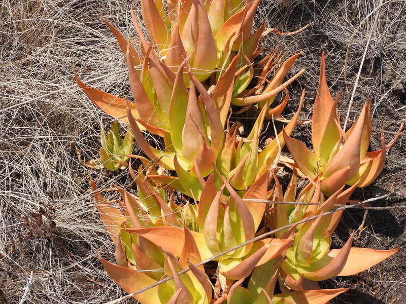 Aloe deltoideodonta photo 7