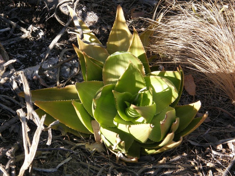 Aloe deltoideodonta photo 8